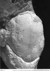 Historisches Foto von Ammopylocheles mclaughlinae (Van Bakel et al., 2008) (NHMW-AFW-GEO-BACHMAYER-FOTO-1990-0041-3315)